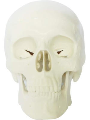 Cranio Branco com Mandibula Movel Plastico